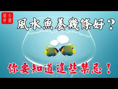 養魚數量吉數|養風水魚數量攻略：命格五行對應養魚條數 